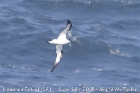 Hawaiian Petrel