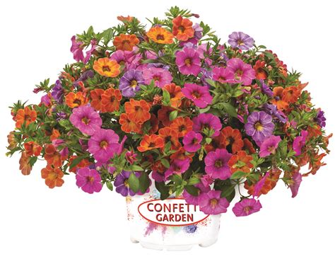 Confetti Garden Rainbow Bridge | Lucas Greenhouses