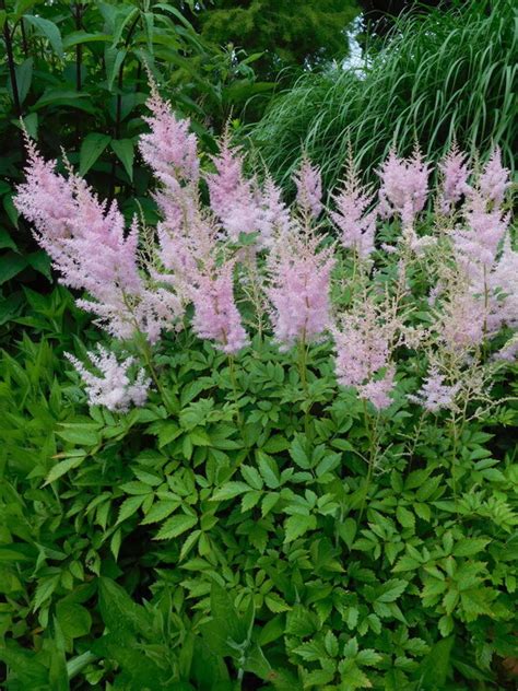 Astilbe Venus X Arendsii Beth Chattos Plants And Gardens
