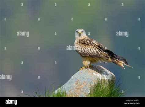 Rotmilan Milvus Milvus Red Kite Stock Photo Alamy