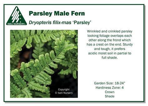 Dryopteris filix-mas ‘Parsley’