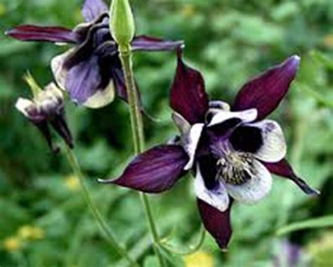 Columbine William Guinnessmagpie Purple Black And White Etsy