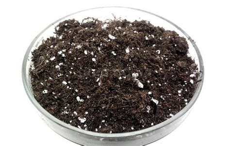 Фиалки после цветения