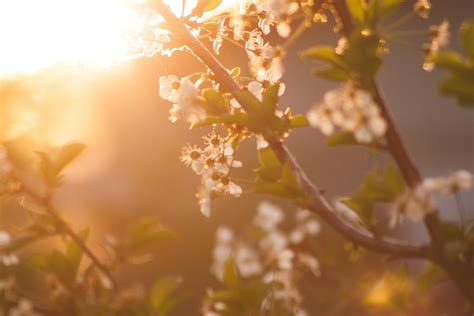 Letting Go Orchard Mental Health Group Omhg Blog