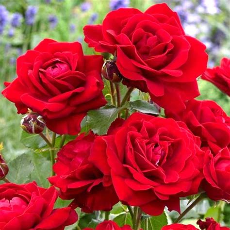Floribunda rožė Nina (2196): daigai Kupuj korzystniej w GradinaMax.lt