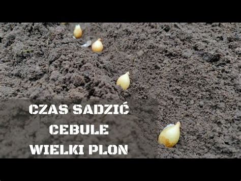 Jak i kiedy sadzić cebulę ozimą kilka porad jak mieć duży plon YouTube