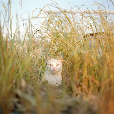 Японские кошки (GreenWord.ru)