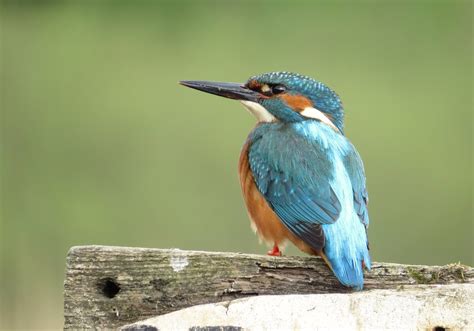 Kingfisher Scottish Photography Hides Neil Cairns Flickr