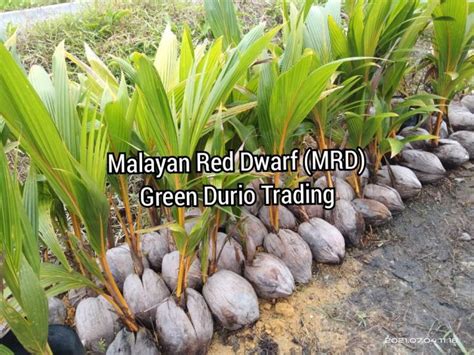 Mrd Anak Pokok Kelapa Malayan Red Dwarf Lazada