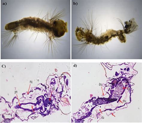 Larvicidal Activity Of Ae Albopictus Fourth Instar Larvae A Control