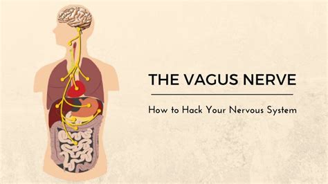 Vital Vagus What Is The Vagus Nerve And What Does It Do YogaUOnline