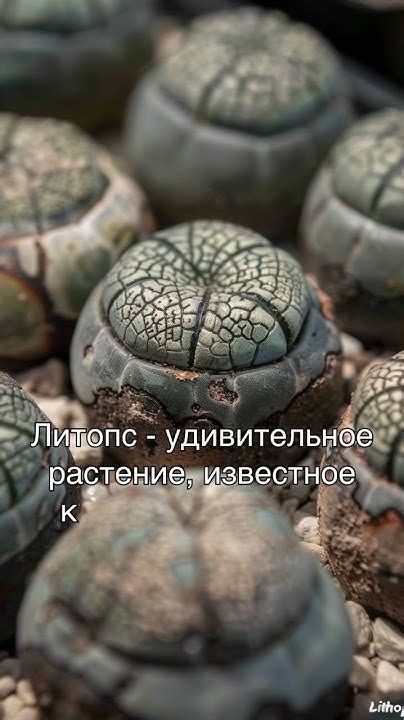 Уникальные растения для подоконника - YouTube