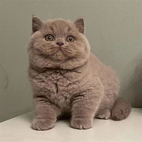 Adorable British Shorthair Kittens For Sale British Shorthair Kittens