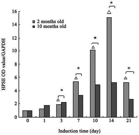 Heparanase Hpse Mrna Expression In The Osteogenic Differentiation Of