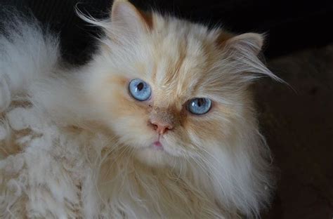 Flame Point Himalayan Cat For Adoption