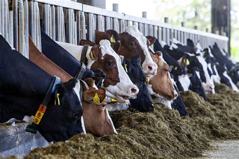 Melkveehouder Wil Alle Fosfaatbeschikkingen Van Tafel Boerderij