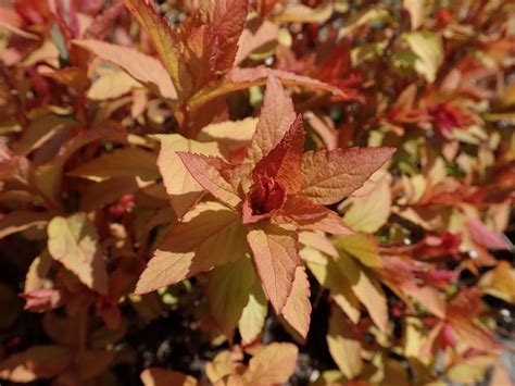 Japanese Spirea Goldflame Spiraea Japonica Goldflame Growing Guides