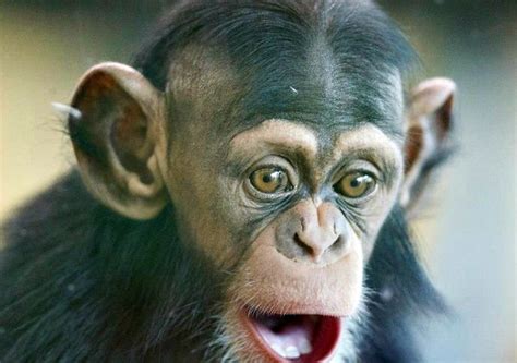 Funny Faces from Zuri the Baby Chimpanzee - ZooBorns