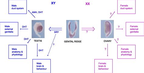 Sex Determination And Gonadal Development In Mammals Physiological