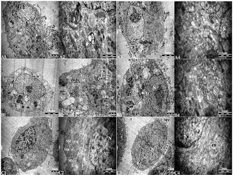 Mycoplasma Contamination In Cell Culture