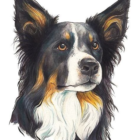 Border Collie Animal Portraits Art Border Collie Art Watercolor Dog