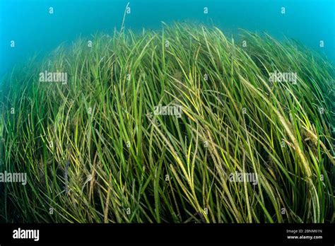 Seagrass Zostera Uk Hi Res Stock Photography And Images Alamy