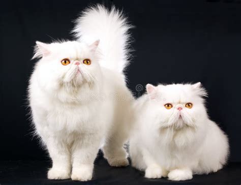 2 White Persians On Black Stock Image Image Of Pretty 8960869