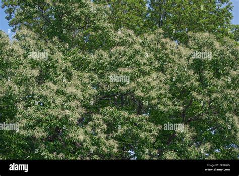 American chestnut leaves hi-res stock photography and images - Alamy