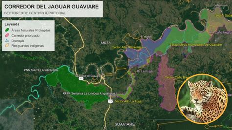 El Corredor Del Jaguar Una Estrategia De Conservaci N Y Protecci N