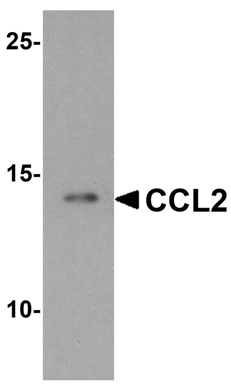 ccl antibody cat   prosci