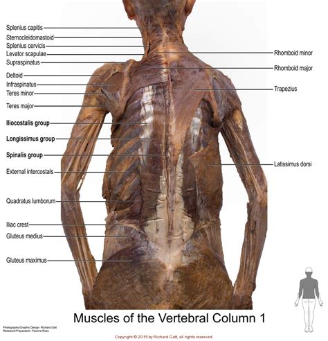 Axial Muscles - SLCC Anatomy