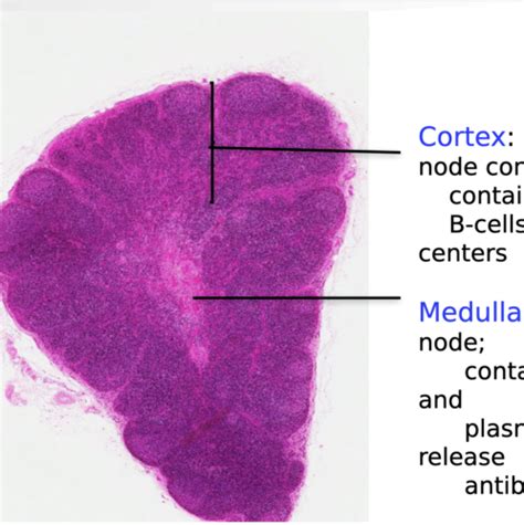 ap lymphatics lab flashcards quizlet