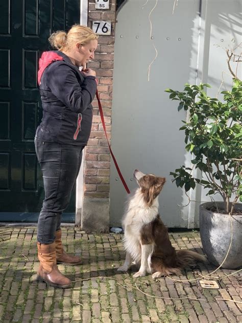puppycursus  learning module hond onlinenl