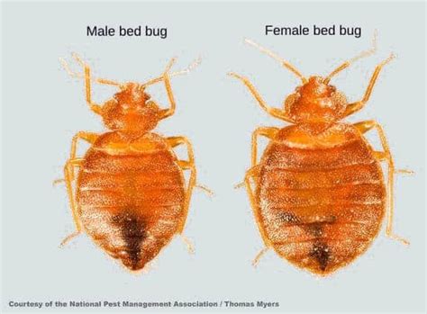 Male Bed Bug Vs Female Bed Bug Compared Bed Bugs Insider