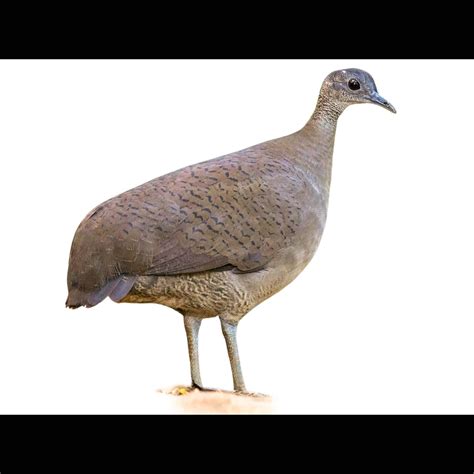 Great Tinamou Tinamus Major Identification Birda