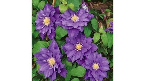 Купить в Москве клематис Beauty of Worcester