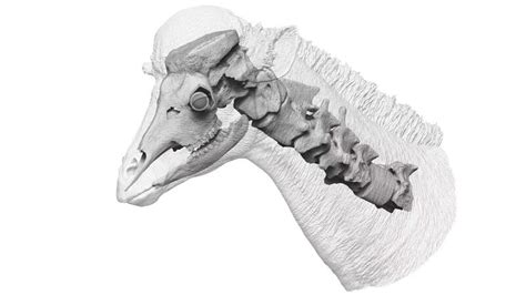 New Study on Giraffe Neck Evolution | AMNH