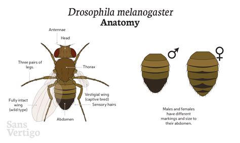 Drosophila Melanogaster Anatomy