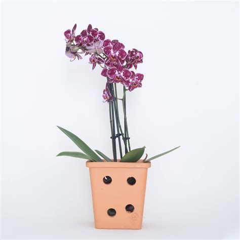 Orquídea Em Vaso De Barro - VASO QUADRADO ORQUÍDEA - BARRO TERRACOTA – EM Boutique