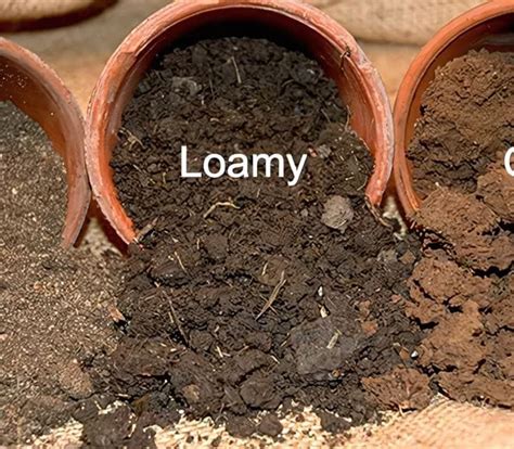 Understanding Different Soil Types And Their Needs