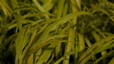 Hakonechloa 'All Gold' – Riverlane Nurseries
