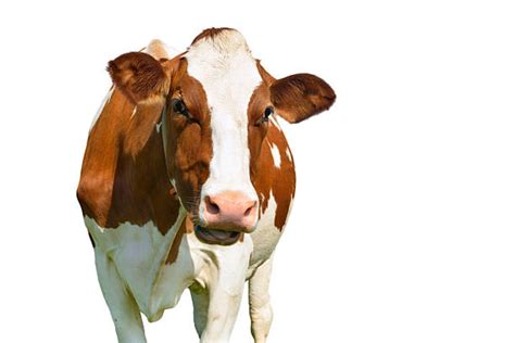 Milk Cow Face Stock Photos, Pictures & Royalty-Free Images - iStock