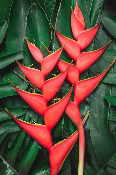 Beautiful Orange Flowers Stock Photo Image Of Blossom 247829138