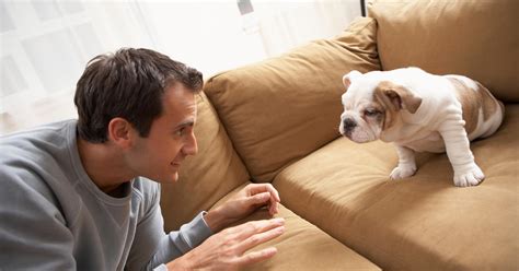rescue dog training method explained  experts exclusive