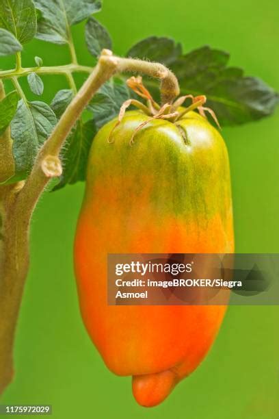 43 San Marzano Tomato Plant Stock Photos, High-Res Pictures, and Images ...