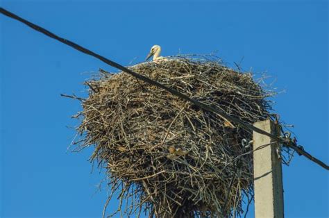 картинки : Птичье гнездо, Белый аист, птица, Ветка, небо, Ciconiiformes ...