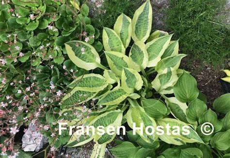 Hosta Yellow Polka Dot Bikini Fransen Hostas