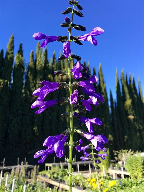 Flowers, Fragrance & Flavor — Pearson's Gardens & Herb Farm