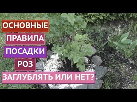 ИНСТРУКЦИЯ ПО ПОСАДКЕ РОЗ! ДЕЛЮСЬ СВОИМИ НАРАБОТКАМИ! | Посадка роз ...