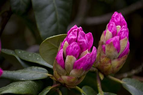1,000+ Free Rhododendron & Nature Images - Pixabay